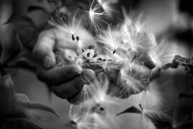 Tytia_Habing_Milkweed-651x434