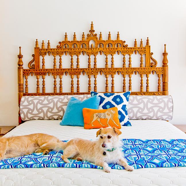 dogs-on-bed-with-orange-headboard